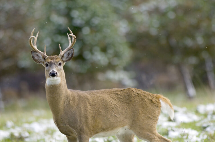 Michigan Senate passes hike to fishing, hunting fees; House GOP says ‘No way’